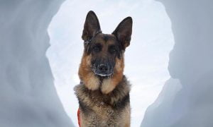 Lee más sobre el artículo Descubre las razas de perros ideales para tareas de rescate y salvamento
