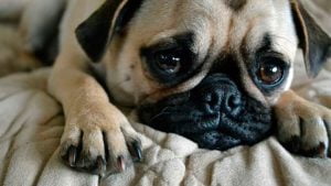 Lee más sobre el artículo Descubre las razones por las que los perros lloran en la noche