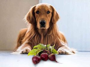 Lee más sobre el artículo Descubre los beneficios de alimentar a tu perro con betabel fresco
