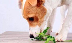 Lee más sobre el artículo Descubre los beneficios del perejil para la salud de tu perro