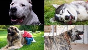 Lee más sobre el artículo Descubre los diferentes tipos de mandíbulas de perros y sus características
