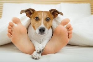 Lee más sobre el artículo Descubre por qué a los perros les encanta dormir a tus pies