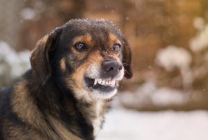 Lee más sobre el artículo Descubre por qué los perros se encrespan y cómo prevenirlo