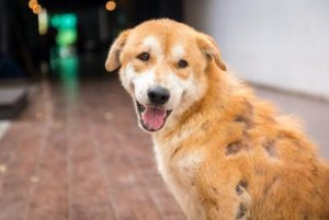 Lee más sobre el artículo Descubre todo sobre el síndrome del pelo rojo en perros: causas, síntomas y tratamiento