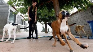 Lee más sobre el artículo Descubriendo la raíz del problema: ¿Por qué se abandonan tantos perros?