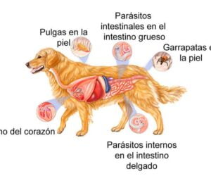 Lee más sobre el artículo Desparasitación interna para perros: proteger a tu mascota de enfermedades