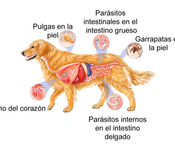 En este momento estás viendo Desparasitación interna para perros: proteger a tu mascota de enfermedades