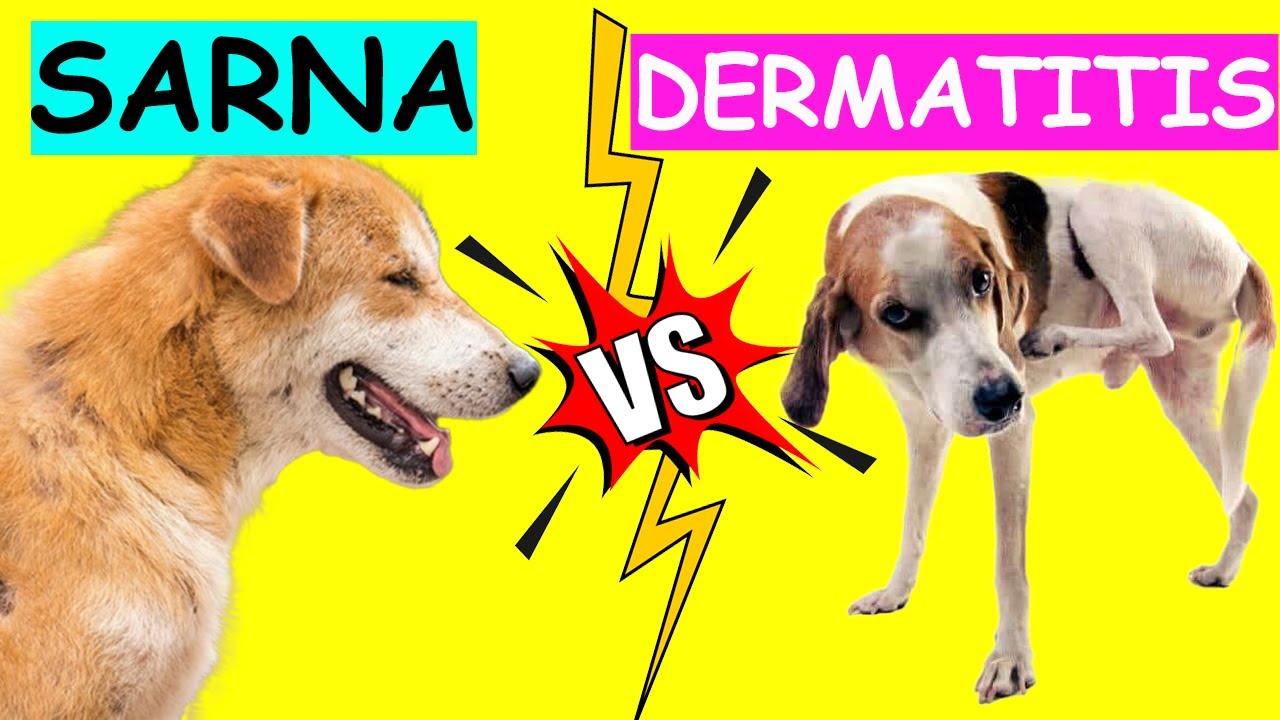 En este momento estás viendo Diferencia entre sarna y dermatitis en perros: conoce las diferencias