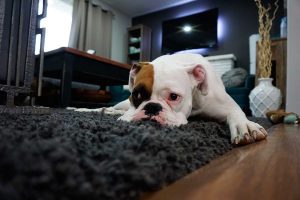 Lee más sobre el artículo Dónde descansar: Consejos para el sueño de tu perro adoptado.