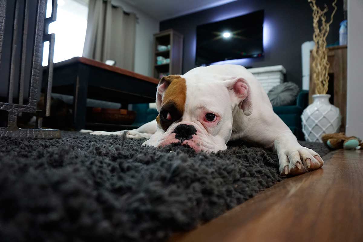 En este momento estás viendo Dónde descansar: Consejos para el sueño de tu perro adoptado.