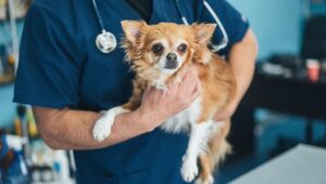 Lee más sobre el artículo Dosis de esomeprazol en perros: información precisa y segura