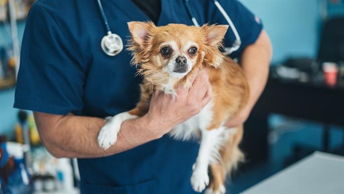 En este momento estás viendo Dosis de esomeprazol en perros: información precisa y segura
