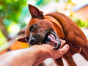 Lee más sobre el artículo ¿Dueño irresponsable de un perro? Aquí te decimos dónde denunciarlo