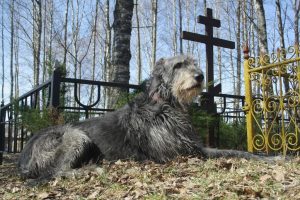 Lee más sobre el artículo El aullido de los perros: ¿una reacción ante la muerte?