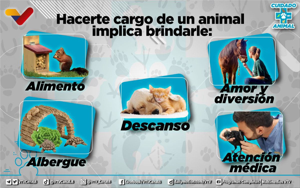 En este momento estás viendo El compromiso de cuidado animal: ¿Quién está a cargo?