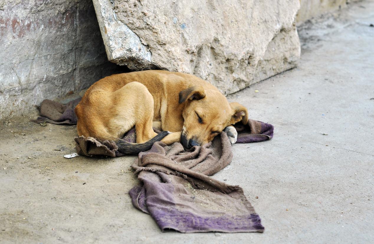 En este momento estás viendo El destino de los perros callejeros: descubre dónde son llevados y cómo puedes ayudar