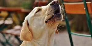 Lee más sobre el artículo El misterio del aullido: ¿Por qué los perros reaccionan ante el sonido del fierro viejo?