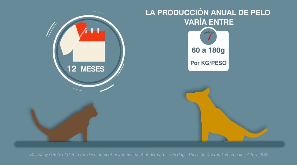 En este momento estás viendo El papel fundamental de los perros y gatos en el equilibrio de la naturaleza