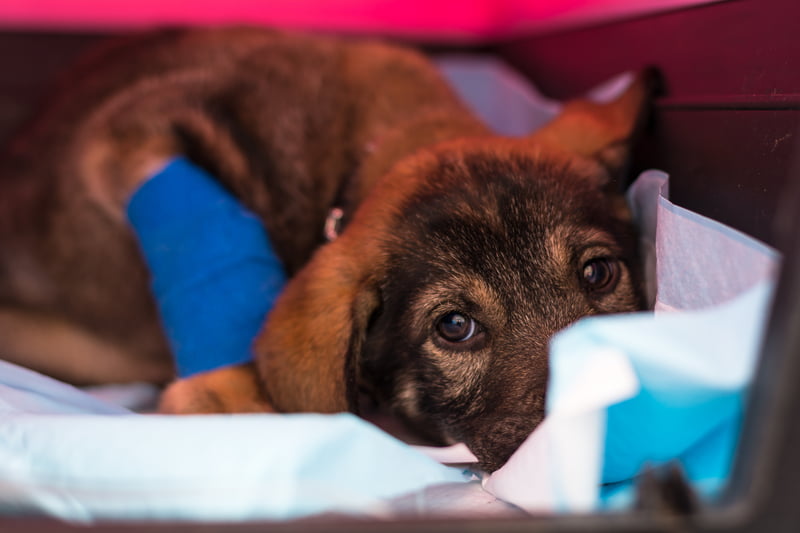 En este momento estás viendo El parvovirus se contagia a perros adultos: consejos para evitar la enfermedad