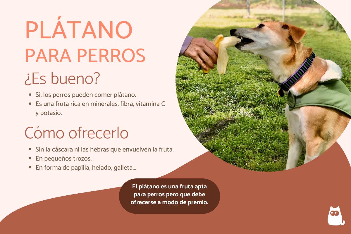 En este momento estás viendo El platano no es malo para los perros: consejos para mantener su salud