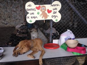 Lee más sobre el artículo El triste destino de los perros no adoptados: la realidad que no podemos ignorar