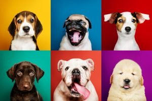 Lee más sobre el artículo Encuentra a tu compañero perfecto: Adopción de razas de perros pequeños