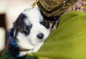 Lee más sobre el artículo Encuentra tu compañero peludo: lugares donde aceptan perros en adopción.