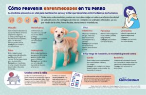Lee más sobre el artículo Enfermedades más comunes en perros: consejos para la prevención