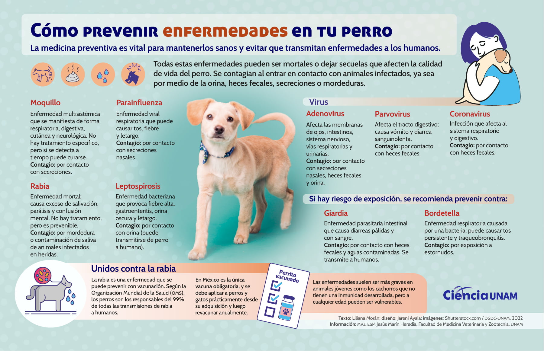 En este momento estás viendo Enfermedades más comunes en perros: consejos para la prevención