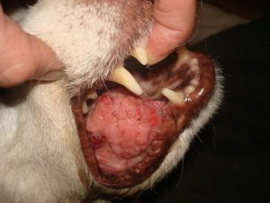 Lee más sobre el artículo Epulis acantomatoso en perros: causas, síntomas y tratamiento