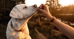 Lee más sobre el artículo ¿Es seguro dar guayaba a tu perro como premio?