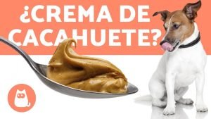 Lee más sobre el artículo ¿Es seguro darle a tu perro crema de maní? Descubre qué dicen los expertos