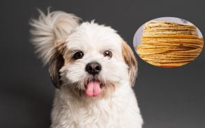 Lee más sobre el artículo ¿Es seguro darle a tu perro una tortilla quemada? Descubre la verdad aquí