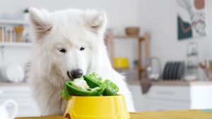 Lee más sobre el artículo ¿Es seguro para los perros comer repollo? Descubre todo lo que necesitas saber.