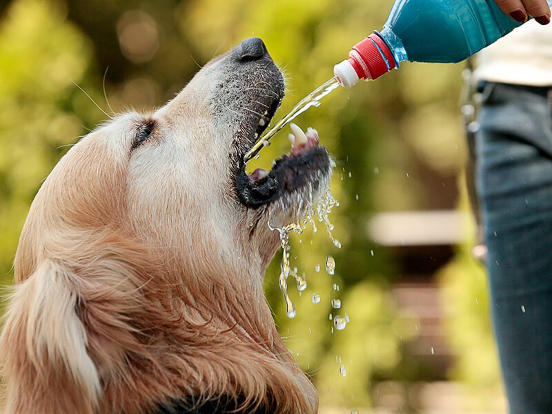 En este momento estás viendo ¿Es seguro para los perros tomar agua de jamaica? Descubre la respuesta aquí