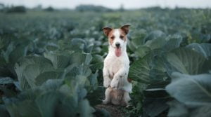 Lee más sobre el artículo ¿Es seguro que los perros coman col? Descubre los beneficios y precauciones