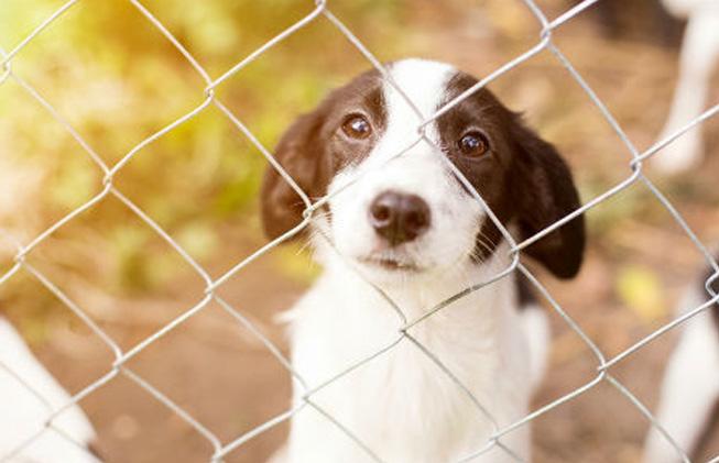 En este momento estás viendo ¿Estás listo para adoptar? Descubre cómo ser un buen adoptante de perros abandonados