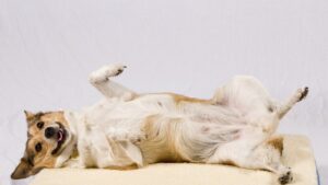 Lee más sobre el artículo Esterilización de perros cuidados: consejos para mantener a tu mascota saludable