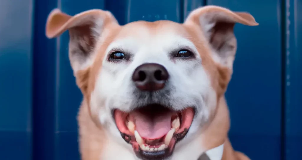 En este momento estás viendo Esterilización de perros: información y opciones gratuitas para cuidar a tu mascota