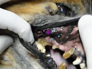 Lee más sobre el artículo Fístula dental en perros: todo lo que debes saber sobre la muela carnicera y su tratamiento
