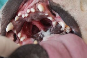 Lee más sobre el artículo Fístula oronasal en perros: causas, síntomas y tratamiento
