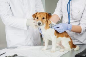 Lee más sobre el artículo Frecuencia respiratoria de perros: qué y cómo medir