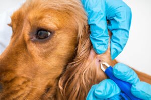 Lee más sobre el artículo Garrapatas perros: enfermedades y tratamientos: información esencial