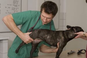 Lee más sobre el artículo Grados de displasia de cadera en perros: guía para la evaluación y el tratamiento