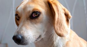 Lee más sobre el artículo Guía práctica para dar en adopción a tu perro de manera responsable