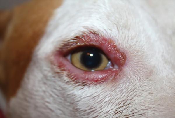 En este momento estás viendo Infecciones en los ojos de los perros: cómo identificar y tratar las enfermedades