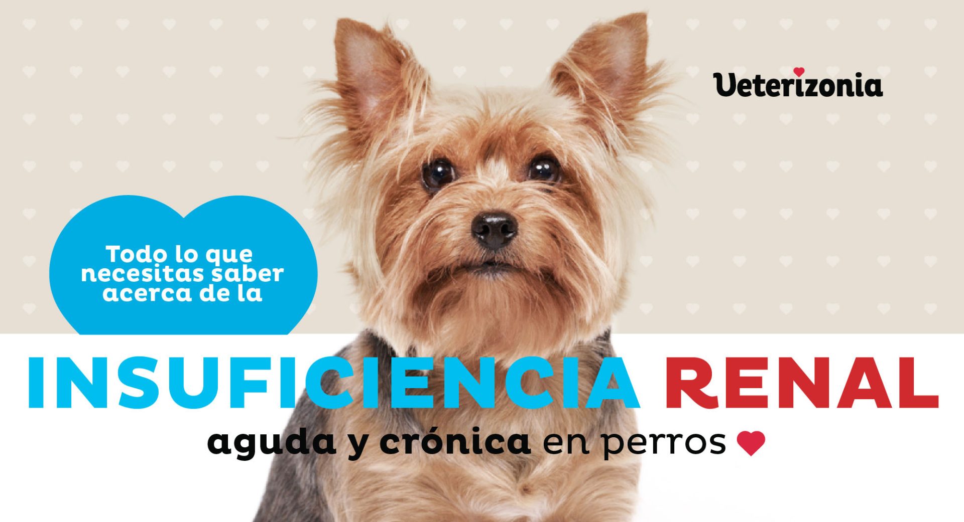 En este momento estás viendo Insuficiencia renal crónica en perros: qué es y cómo tratarla