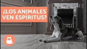 Lee más sobre el artículo La capacidad paranormal de los perros: ¿Pueden ver realmente espíritus?