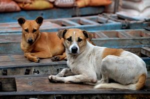Lee más sobre el artículo La esperanza de vida de los perros abandonados: ¿cuánto tiempo tienen para encontrar un hogar?