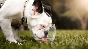 Lee más sobre el artículo La forma en que los perros beben agua: ¿sabías que lo hacen de manera ingeniosa?